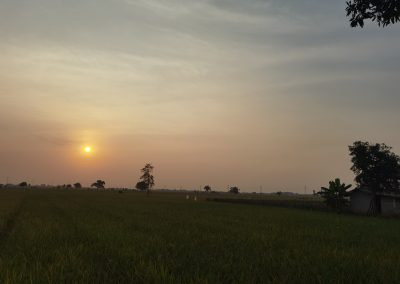 Menjelang Musim Panen Raya