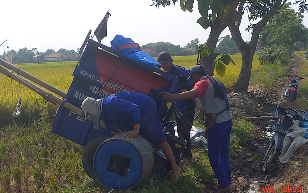 Panen perdana Desa Kalensari